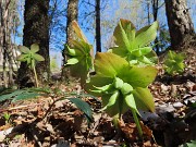PIZZO di SPINO ad anello con croce di bracca da Pregaroldi di Bracca-8apr26  - FOTOGALLERY